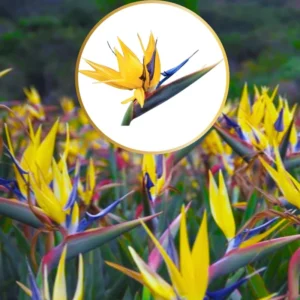 Bird of Paradise Plant Live Strelitzia Reginae 5-12 Inch Houseplant Indoor Outdoor