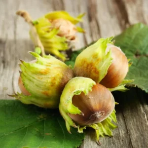 Hazelnut Tree Live Plant - 2-3 Ft Size for Planting