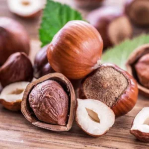 Hazelnut Tree Live Plant - 2-3 Ft Size for Planting