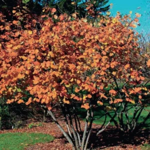 Hazelnut Tree Live Plant - 2-3 Ft Size for Planting