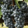 Live Grape Vine Plants - 2-3 Ft for Planting - 1-2 Year Old Grape Tree
