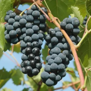Live Grape Vine Plants - 2-3 Ft for Planting - 1-2 Year Old Grape Tree