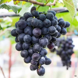 Live Grape Vine Plants - 2-3 Ft for Planting - 1-2 Year Old Grape Tree