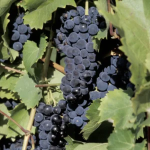 Live Grape Vine Plants - 2-3 Ft for Planting - 1-2 Year Old Grape Tree