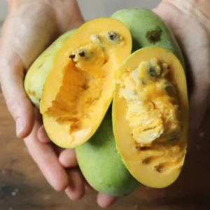 Pawpaw Trees Live Plants - 2 1-Year-Old Paw Paw Banana Tree Plants 7-12 inch Outdoor Growing