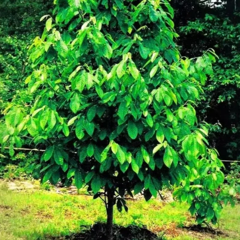 Pawpaw Trees Live Plants - 2 1-Year-Old Paw Paw Banana Tree Plants 7-12 inch Outdoor Growing
