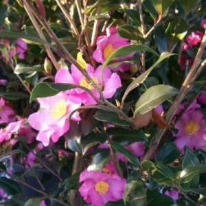 Pink Camellia Japonica Plant Live - 1 Feet Tall - 6