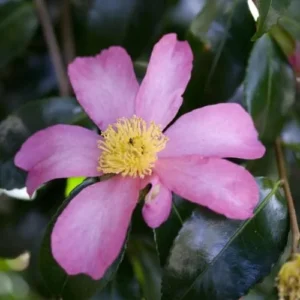 Pink Camellia Japonica Plant Live - 1 Feet Tall - 6