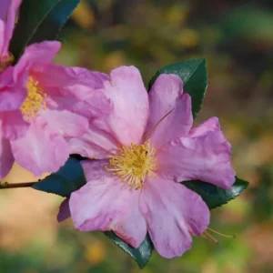 Pink Camellia Japonica Plant Live - 1 Feet Tall - 6