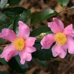 Pink Camellia Japonica Plant Live - 1 Feet Tall - 6