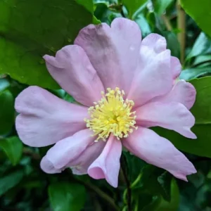 Pink Camellia Japonica Plant Live - 1 Feet Tall - 6
