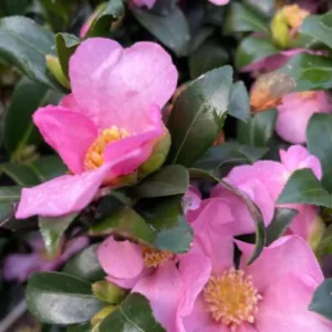 Pink Camellia Japonica Plant Live - 1 Feet Tall - 6