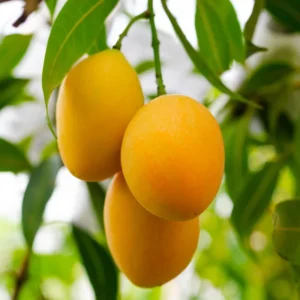 Carrie Mango Tree Live Plant - 1 Ft Tall Yellow Mango Tree in Pot