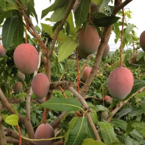 Carrie Mango Tree Live Plant - 1 Ft Tall Yellow Mango Tree in Pot
