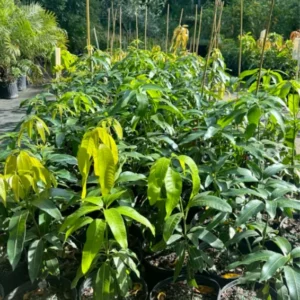 Carrie Mango Tree Live Plant - 1 Ft Tall Yellow Mango Tree in Pot