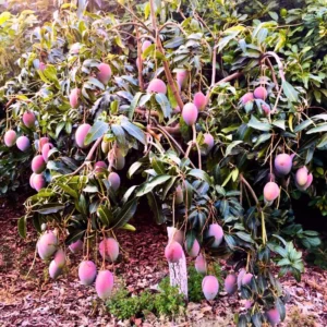 Carrie Mango Tree Live Plant - 1 Ft Tall Yellow Mango Tree in Pot