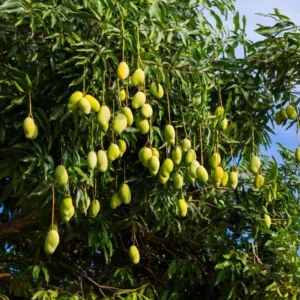 Carrie Mango Tree Live Plant - 1 Ft Tall Yellow Mango Tree in Pot