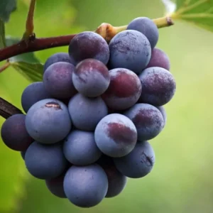 Grape Vine Plants Live for Planting, 2-3Ft Grape Vine Plant, Grape Tree, Grape Vines Live Plants, Grape Plants Live for Planting, Grape Vines Live Plants, 1 to 2 Year Old