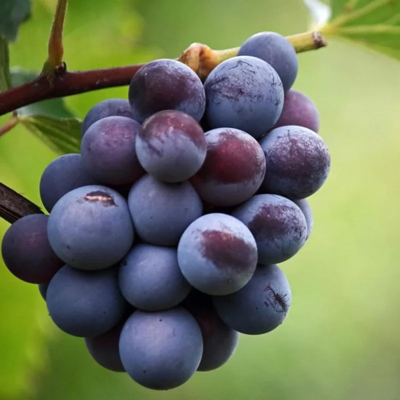 Grape Vine Plants Live for Planting, 2-3Ft Grape Vine Plant, Grape Tree, Grape Vines Live Plants, Grape Plants Live for Planting, Grape Vines Live Plants, 1 to 2 Year Old