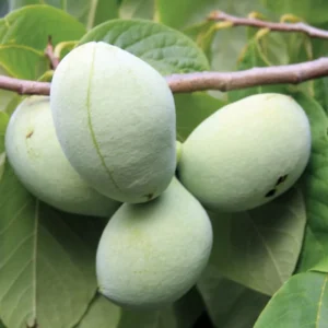 Pawpaw Trees Live Plants Pack - 1 Year Old Paw Paw Banana Tree Plant Outdoor