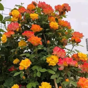 Climbing Rose Plant - Yellow Orange Fragrant Hybrid Tea Rose Bush