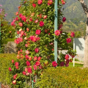 Climbing Rose Plant - Yellow Orange Fragrant Hybrid Tea Rose Bush