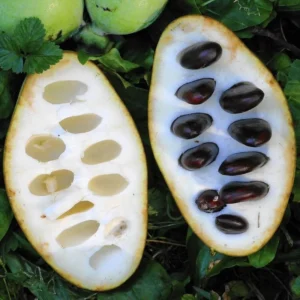 Pawpaw Tree Live Plant - 7-12 inch Established Root - Outdoor Growing Banana Tree