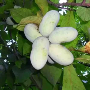 Pawpaw Tree Live Plant - 7-12 inch Established Root - Outdoor Growing Banana Tree