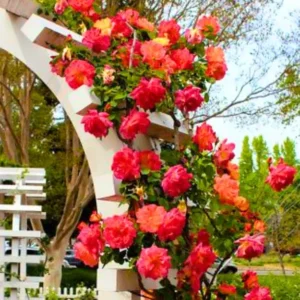 Climbing Rose Plant - Yellow Orange Fragrant Hybrid Tea Rose Bush