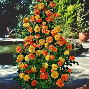 Orange Gold Climbing Rose Plant Live - Bare Root, Well Rooted - Vibrant Blooms