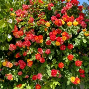 Orange Gold Climbing Rose Plant Live - Bare Root, Well Rooted - Vibrant Blooms