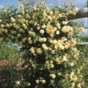 Lady Banks Rose Climbing Plant - 1ft Tall Yellow Rose in 6" Pot