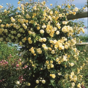 Lady Banks Rose Climbing Plant - 1ft Tall Yellow Rose in 6" Pot