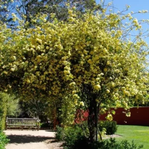 Lady Banks Rose Climbing Plant - 1ft Tall Yellow Rose in 6
