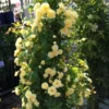 Lady Banks Rose Climbing Plant - 1ft Tall Yellow Rose in 6" Pot