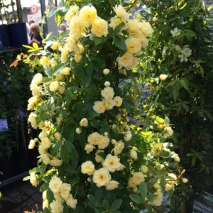 Lady Banks Rose Climbing Plant - 1ft Tall Yellow Rose in 6" Pot