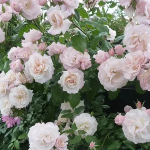 Pink New Dawn Climbing Rose Plant Live - Bare Root Starter Plant