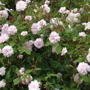 Pink New Dawn Climbing Rose Plant Live - Bare Root Starter Plant