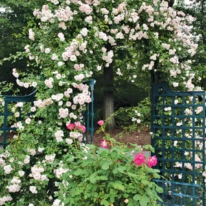 Pink New Dawn Climbing Rose Plant Live - Bare Root Starter Plant