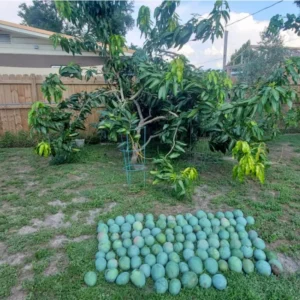 Sweet Mango Tree Live Plant Seedling - 8 Inch to 1 Feet Tall - Green Yellow