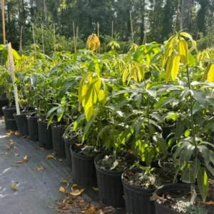 Tommy Atkins Mango Tree Potted - Live Sweet Mango Plant 8 inch to 1 ft