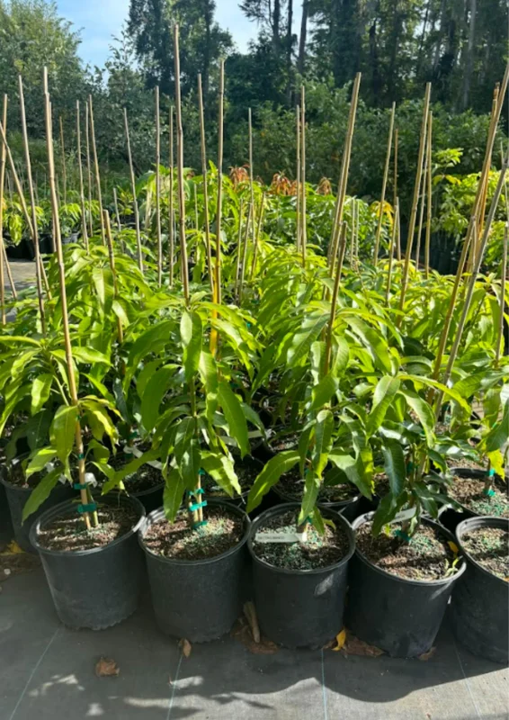 Tommy Atkins Mango Tree Potted - Live Sweet Mango Plant 8 inch to 1 ft