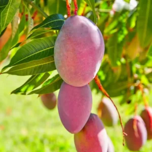 Kent Mango Tree Grafted Live Plant - 1 ft Tall Seedling in Pot