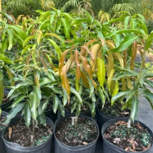 Kent Mango Tree Grafted Live Plant - 1 ft Tall Seedling in Pot