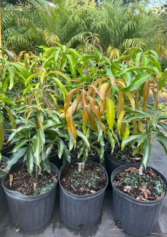 Kent Mango Tree Grafted Live Plant - 1 ft Tall Seedling in Pot