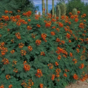 Red Bird of Paradise Plant Live 6-8 inch in 4in Pot Established Roots