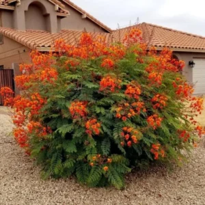 Red Bird of Paradise Plant Live 6-8 inch in 4in Pot Established Roots