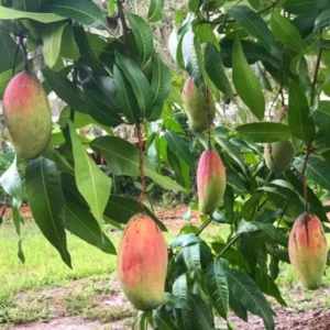 Dwarf Mango Tree Live Plant in Pot - Up to 1 Foot Mango Seedling