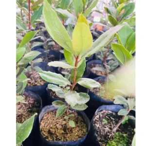 Laurus Nobilis Plant: 14 Inch Sweet Bay Tree Live Plant in Pot