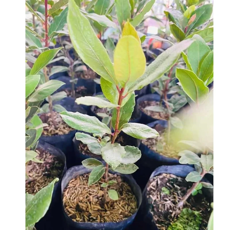 Laurus Nobilis Plant: 14 Inch Sweet Bay Tree Live Plant in Pot
